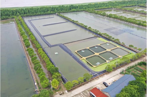 上海合作社 工廠化養殖小區，讓高端水產品“茁壯成長”
