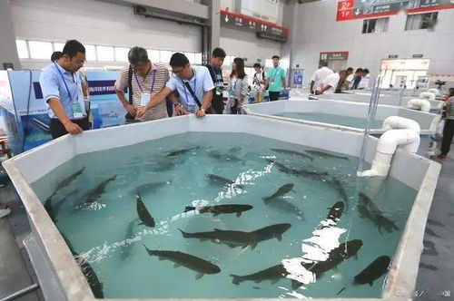 廣東將建73332㎡工廠化循環水養殖示范基地，助力水產業轉型升級