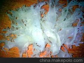 海銀耳 打造高品質(zhì)水產(chǎn)品供應(yīng)鏈——張春發(fā)個(gè)體經(jīng)營(yíng)的專(zhuān)業(yè)選擇